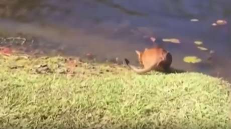 Un gato bebía agua cuando se llevó el 'mal trago' de su vida