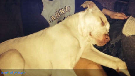 Un pitbull salvó a un niño de ser ahogado por su propia madre