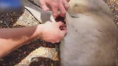 Encuentran un canguro muerto y ven que su bolsa oculta una sorpresa (IMÁGENES EXPLÍCITAS)