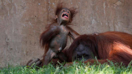 No podrá evitar emocionarse con la ternura que desprende la relación entre madres y crías