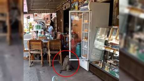 Un mono llega a una tienda, toma sus botellas de leche y se va