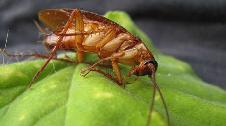 Descubren una cucaracha 'sagrada' con aureola incluida (FOTO)
