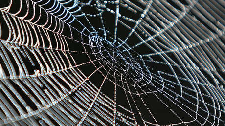 Mientras tanto, en Australia: descubren un aterrador nido de arañas (VIDEO)