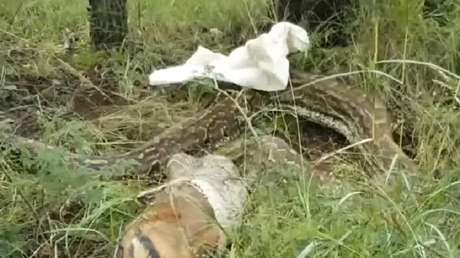 Una pitón regurgita un antílope que se había tragado entero