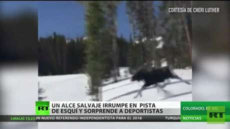 Un alce asusta a una deportista en una pista de 'snowboard'