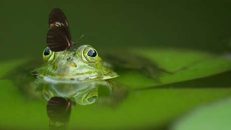 Descubren en Argentina la primera rana luminiscente del mundo (FOTOS)
