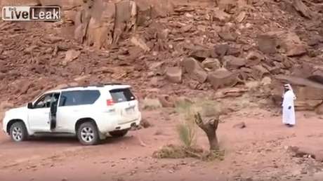 La venganza de un viejo árbol: quisieron derribarlo pero recibieron una lección inolvidable