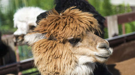 Alpacas moscovitas: así viven estos exóticos animales suramericanos en la capital rusa (FOTOS,VIDEO)