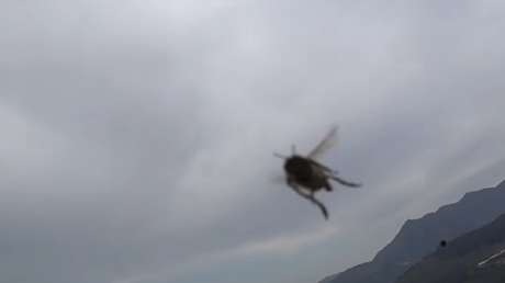 Un grupo de ciclistas sufre el feroz ataque de un enjambre de abejas