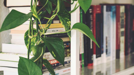 Video: Una planta se marchita en 30 segundos al no soportar palabras de un politólogo