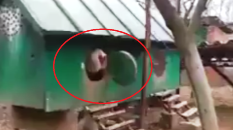 Esperaban que saliera un pollito pero... salió esta bestia