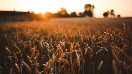 "Sería devastador": Agricultores de EE.UU. se temen lo peor en caso de guerra comercial con México