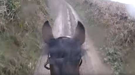 Saca de paseo a un caballo jubilado y se arrepiente al instante
