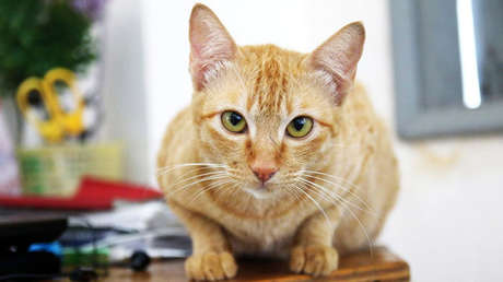 ¿Egoísmo o afecto? Revelan la verdadera actitud de los gatos hacia los humanos