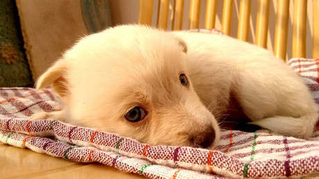 México: Pintan y matan salvajemente a una perrita y la sociedad se enciende (FUERTES IMÁGENES)