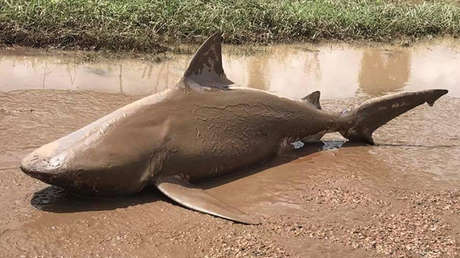 'Sharknado': El ciclón Debbie causa estragos en Australia y deja escualos a la vista (VIDEO)