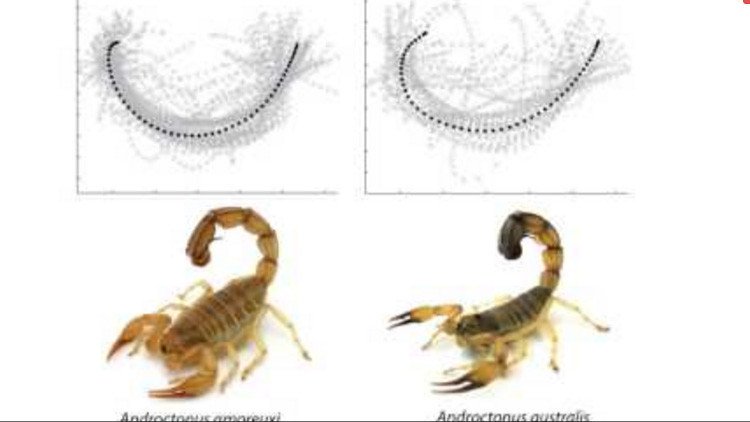 VIDEO: El ataque de uno de los escorpiones más venenosos del mundo visto como nunca antes