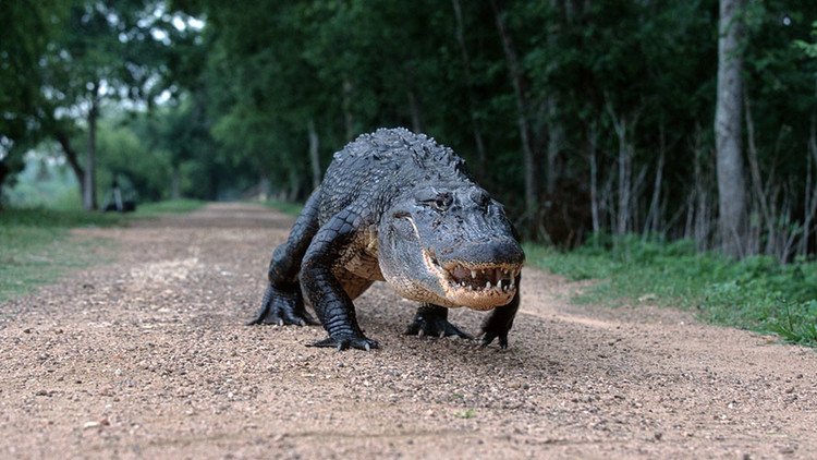 VIDEO: Un caimán 'desfila' con sus 16 crías por un campo de golf