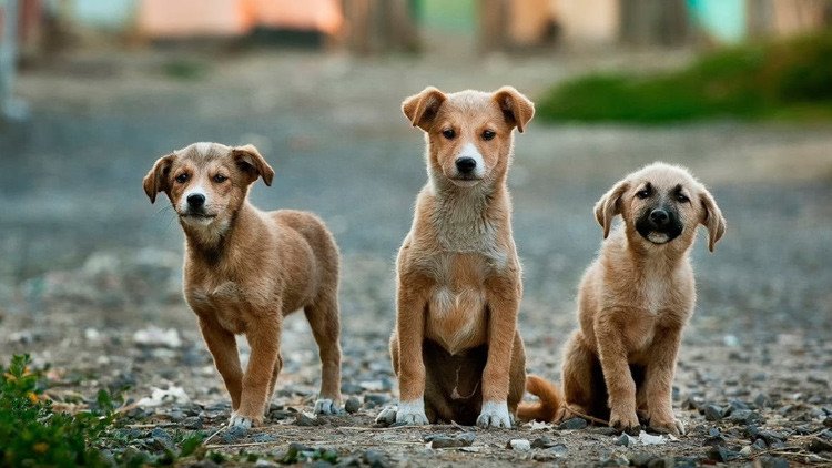 Taiwán prohíbe el consumo de carne de perros y gatos