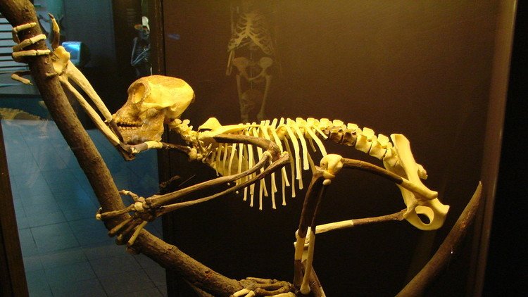 Una polémica teoría pretende revolucionar el concepto del origen del ser humano