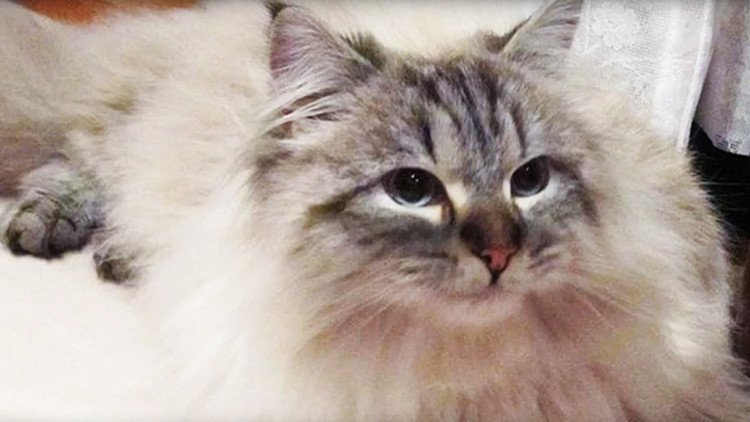 El gato siberiano que Putin regaló a un gobernador japonés se convierte en una estrella de la región