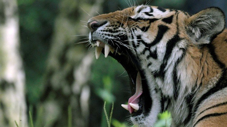 Esta es la causa de la epidemia de fatiga crónica