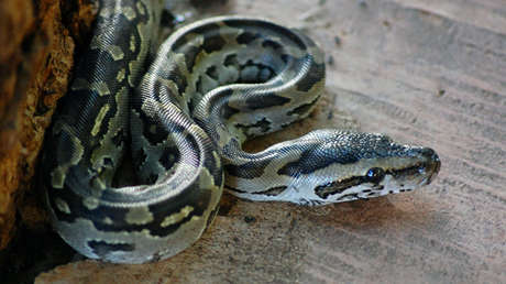 EE.UU.: Encuentran cerca de 100 pitones muertas en la casa de una mujer