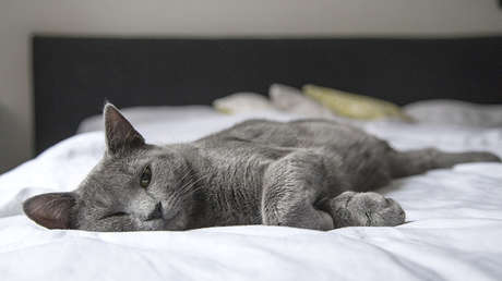 Un estudio revela que la pereza es contagiosa