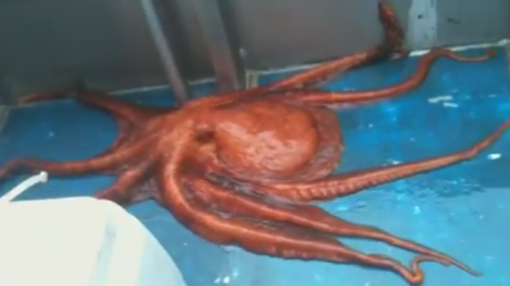 ¿Houdini eres tú?: Increíble momento en que un gigante pulpo escapa por un diminuto agujero