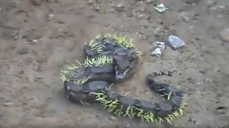 Así quedó una serpiente tras atacar a un puercoespín