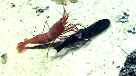 Un camarón empala y devora vivo a un pez, pero encuentra una sorpresa dentro