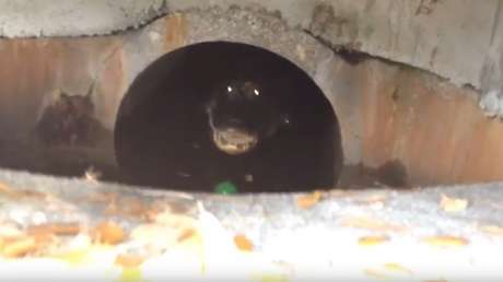 Su pelota cae en una alcantarilla y cuando intenta sacarla se lleva una sorpresa