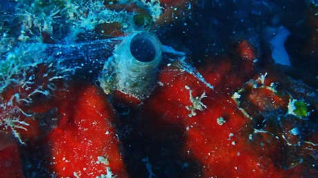 'Spiderman' en el fondo del océano: Unos caracoles extraordinarios disparan redes (FOTOS)