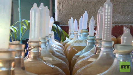 Frutas y condones: el particular método cubano para hacer vino