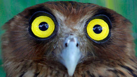 ¡Rusia es más grande que Plutón! 10 hechos increíbles que parecen falsos, pero que son ciertos