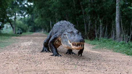 VIDEO: Un caimán 'desfila' con sus 16 crías por un campo de golf