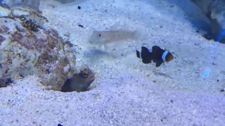 Descubren con las manos en la masa al pez más 'trol' del mundo submarino