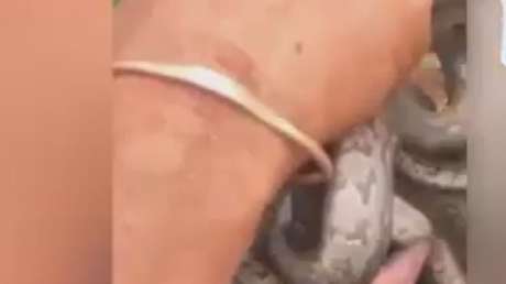 Un hombre mete la mano en un agujero y saca decenas de pitones 