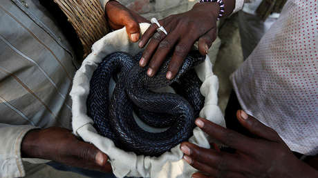 'Beso' mortal: Cobra muerde a un hombre en la mejilla mientras posa para una foto (Video)