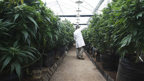 Mamá Cultiva: "La terapia con cannabis es natural, efectiva, económica y segura"