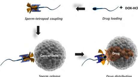 Utilizan semen para luchar contra el cáncer 