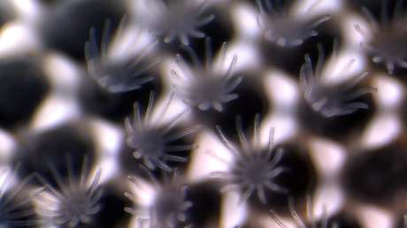 Grito científico: ¡Especies enteras se disuelven en el Pacífico!