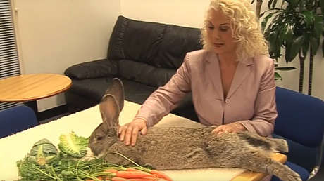 Otra vez United Airlines: muere en un avión el candidato a conejo más grande del mundo