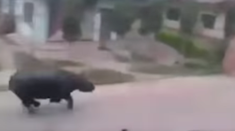 El mundo al revés: graban a un rinoceronte cazando humanos en una aldea