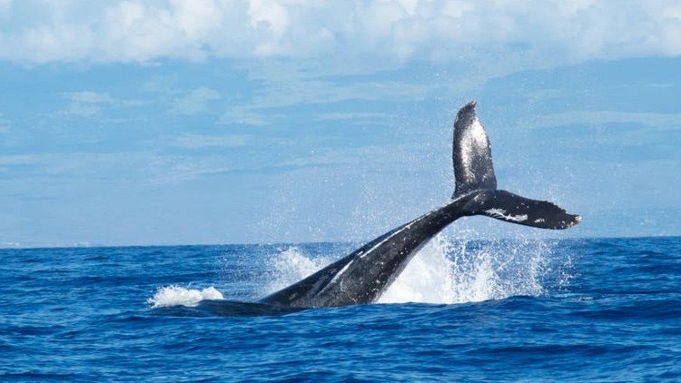 El creador del siniestro juego de 'La ballena azul' se declara culpable de incitación al suicidio