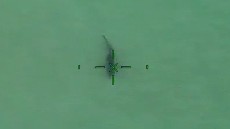 Policía de California: "Estáis haciendo surf de remo cerca de 15 tiburones blancos" (VIDEO)