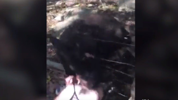 Un canguro ataca con violencia a una niña en un parque