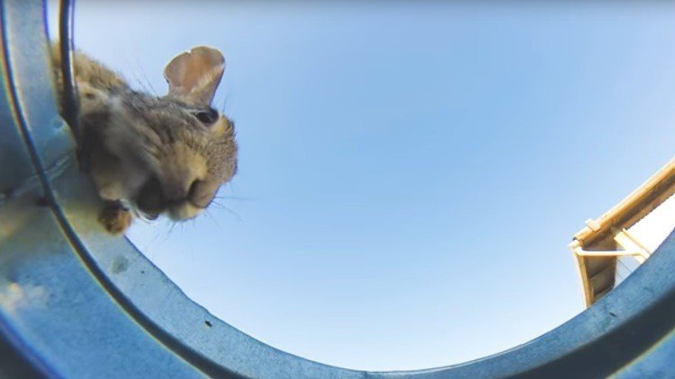 Deja una cámara en un cubo de agua en el desierto 'a ver qué pasa' y graba esto