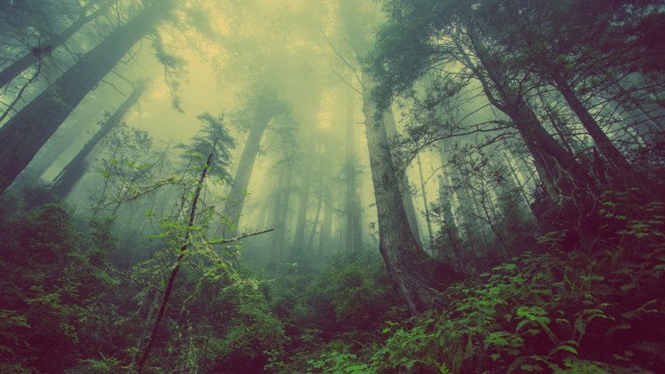 Especies endémicas de animales asombran al mundo pero en México están en riesgo