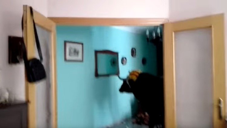 Un toro se cuela en una casa y desata el pánico dentro